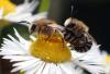 Colletes fodiens
